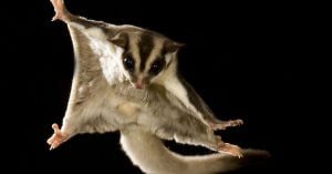 Sugar Glider