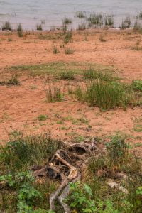 Dead kangaroo at Copi Hollow, NSW