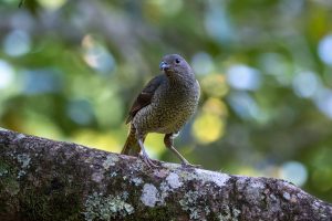 Photo of a female Satin Bowerbird on a tree branch.