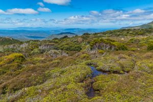 Understanding Deep Ecology: A Path to Ecological Consciousness